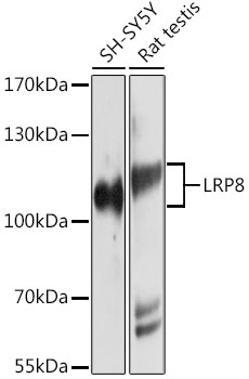 Western blot - LRP8 Polyclonal Antibody 