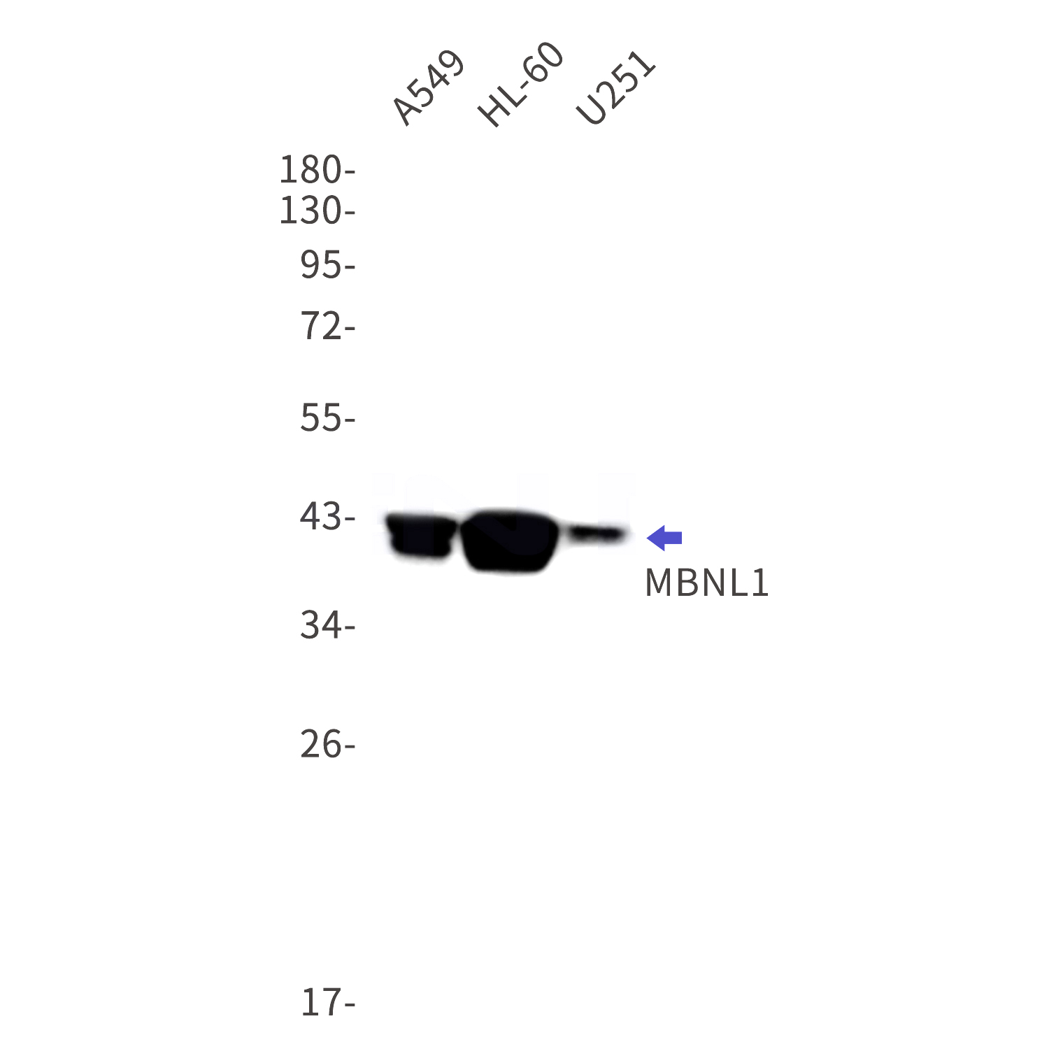 Western blot detection of MBNL1 in A549,HL-60,U251 cell lysates using MBNL1 Rabbit mAb(1:1000 diluted).Predicted band size:42kDa.Observed band size:42kDa.
