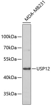 Western blot - USP12 Polyclonal Antibody 