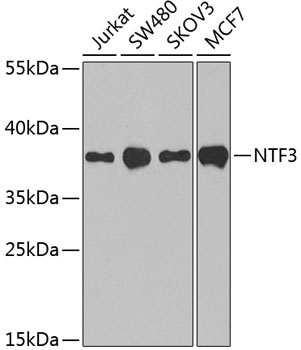 Western blot - NTF3 Polyclonal Antibody 