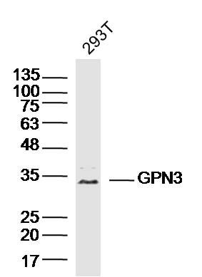 Fig1: Sample:293T (Human)Cell Lysate at 40 ug; Primary: Anti-GPN3 at 1/300 dilution; Secondary: IRDye800CW Goat Anti-RabbitIgG at 1/20000 dilution; Predicted band size: 33kD; Observed band size: 33kD