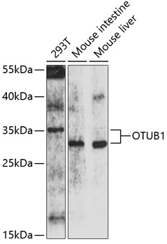 Western blot - OTUB1 Polyclonal Antibody 