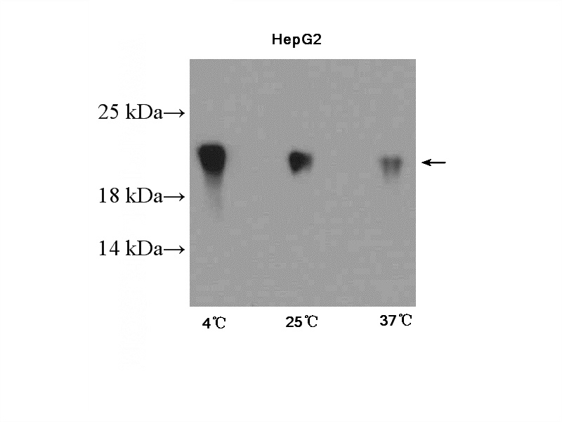 HepG2 cells were subjected to SDS PAGE followed by western blot with Catalog No:109319(CIRBP Antibody) at dilution of 1:600