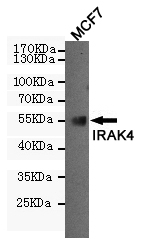 Western blot detection of IRAK4 in MCF7 cell lysates using IRAK4 mouse mAb (dilution 1:500).Predicted band size:52 Kda.Observed band size:55KDa.