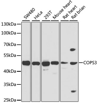 Western blot - COPS3 Polyclonal Antibody 