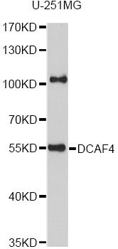 Western blot - DCAF4 Polyclonal Antibody 