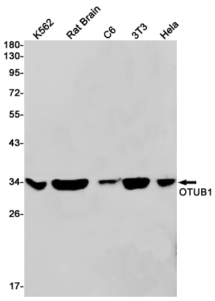 Western blot detection of OTUB1 in K562,Rat Brain,C6,3T3,Hela cell lysates using OTUB1 Rabbit pAb(1:1000 diluted).Predicted band size:31kDa.Observed band size:31kDa.