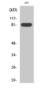 Fig1:; Western Blot analysis of various cells using GPR156 Polyclonal Antibody