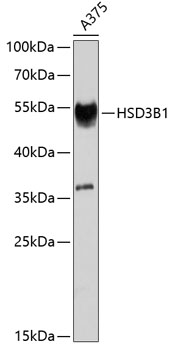 Western blot - HSD3B1 Polyclonal Antibody 