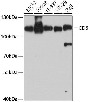 Western blot - CD6 Polyclonal Antibody 