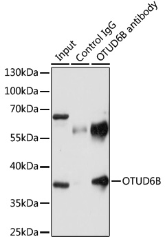 Immunoprecipitation - OTUD6B Polyclonal Antibody 