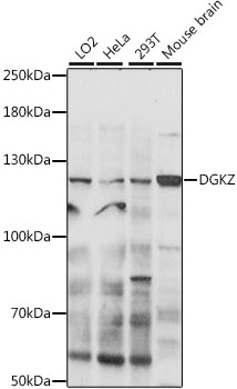 Western blot - DGKZ Polyclonal Antibody 