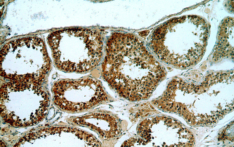 Immunohistochemical of paraffin-embedded human testis using Catalog No:114739(RNF133 antibody) at dilution of 1:50 (under 10x lens)