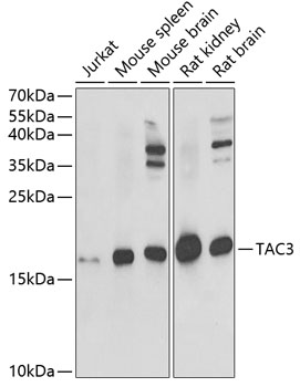 Western blot - TAC3 Polyclonal Antibody 