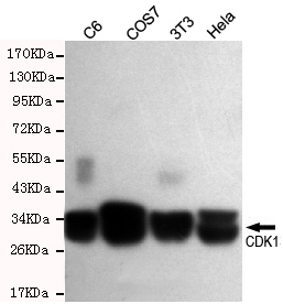 Anti-CDK1 Rabbit antibody
