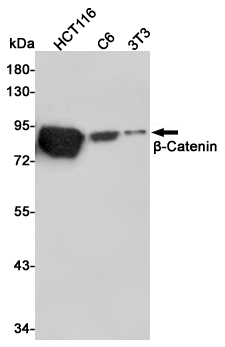 Western blot detection of β-Catenin in HCT116,C6 and 3T3 cell lysates using β-Catenin mouse mAb(dilution 1:1000).Predicted band size:92kDa.Observed band size:92kDa.