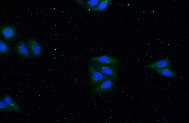 Immunofluorescent analysis of HeLa cells using Catalog No:111653(IL1B Antibody) at dilution of 1:50 and Alexa Fluor 488-congugated AffiniPure Goat Anti-Rabbit IgG(H+L)