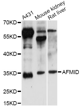 Western blot - AFMID Polyclonal Antibody 