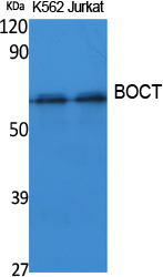 Fig1:; Western Blot analysis of extracts from K562, Jurkat cells, using BOCT Polyclonal Antibody.. Secondary antibody（catalog#: HA1001) was diluted at 1:20000