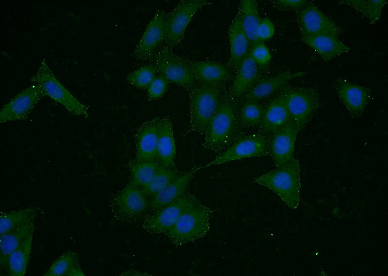 Immunofluorescent analysis of HeLa cells using Catalog No:111294(ERBB2 Antibody) at dilution of 1:50 and Alexa Fluor 488-congugated AffiniPure Goat Anti-Rabbit IgG(H+L)
