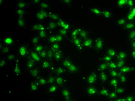 Immunofluorescence - L3MBTL1 Polyclonal Antibody 