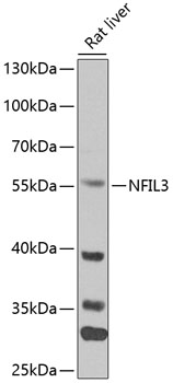 Western blot - NFIL3 Polyclonal Antibody 