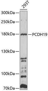 Western blot - PCDH19 Polyclonal Antibody 