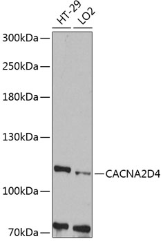 Western blot - CACNA2D4 Polyclonal Antibody 