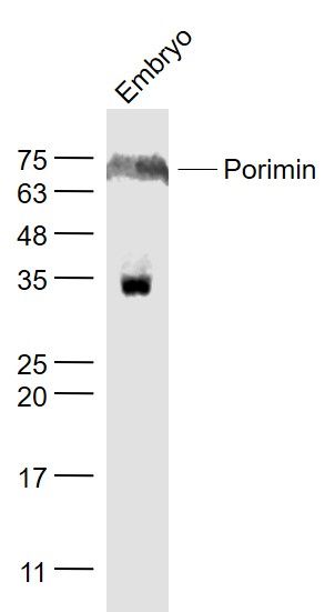 Fig1: Sample:; Embryo (Mouse) Lysate at 40 ug; Primary: Anti- Porimin at 1/1000 dilution; Secondary: IRDye800CW Goat Anti-Rabbit IgG at 1/20000 dilution; Predicted band size: 19 kD; Observed band size: 74 kD