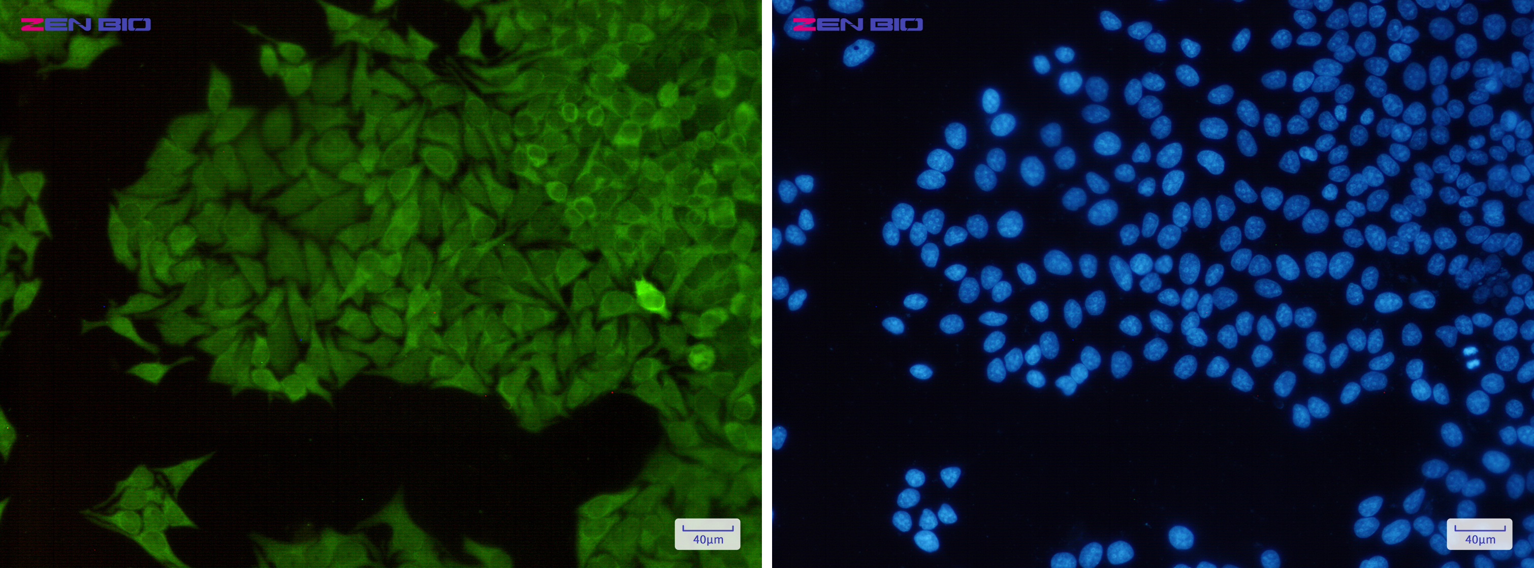 Immunocytochemistry of TXNRD1(green) in Hela cells using TXNRD1 Rabbit pAb at dilution 1/50, and DAPI(blue)