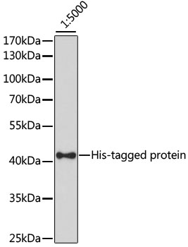Western blot - HRP-conjugated Mouse anti His-Tag mAb 