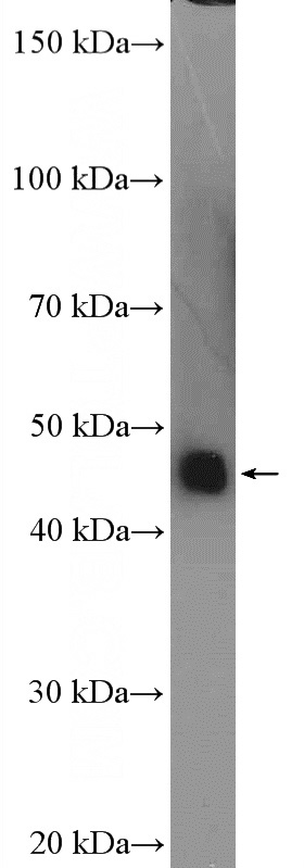 human plasma tissue were subjected to SDS PAGE followed by western blot with Catalog No:115199(Corticosteroid binding globulin Antibody) at dilution of 1:600