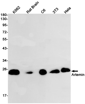 Western blot detection of Artemin in K562,Rat Brain,C6,3T3,Hela cell lysates using Artemin Rabbit pAb(1:1000 diluted).Predicted band size:23kDa.Observed band size:23kDa.