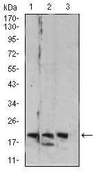 Fig3: Western blot analysis of Rab6b on different cell lysate using anti-Rab6b antibody at 1/1,000 dilution.; Positive control:; Lane 1: C6; Lane 2: HT-29; Lane 3: PC-12