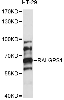 Western blot - RALGPS1 Polyclonal Antibody 
