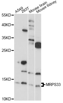 Western blot - MRPS33 Polyclonal Antibody 