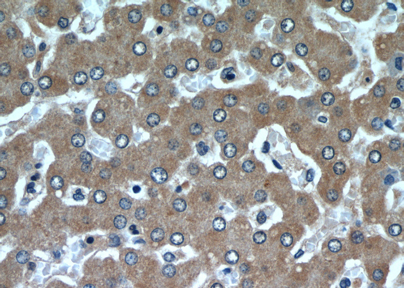 Immunohistochemical of paraffin-embedded human liver using Catalog No:115067(SAR1B antibody) at dilution of 1:50 (under 40x lens)