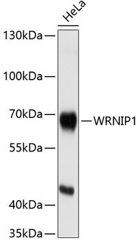 Western blot - WRNIP1 Polyclonal Antibody 