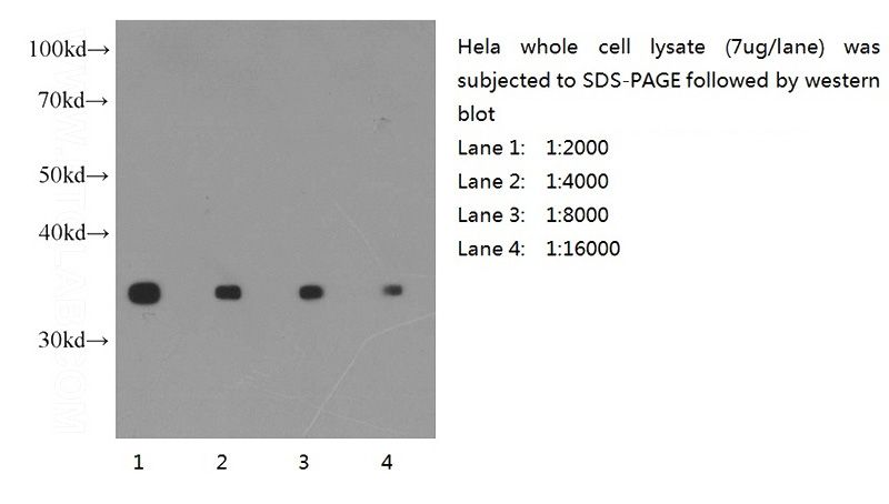 Western blot of Hela cell with anti-GAPDH (Catalog No:117317) at various dilutions.