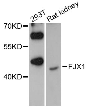 Western blot - FJX1 Polyclonal Antibody 