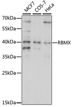 Western blot - RBMX Polyclonal Antibody 