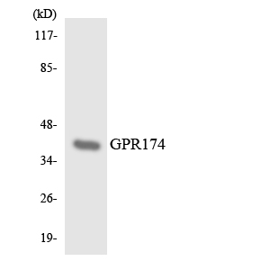 Fig1:; Western blot analysis of the lysates from HeLa cells using GPR174 antibody.
