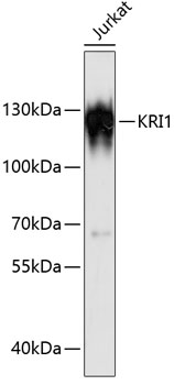 Western blot - KRI1 Polyclonal Antibody 