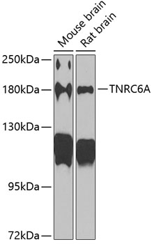 Western blot - TNRC6A Polyclonal Antibody 