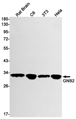 Western blot detection of GNB2 in Rat Brain,C6,3T3,Hela cell lysates using GNB2 Rabbit mAb(1:1000 diluted).Predicted band size:37kDa.Observed band size:32kDa.
