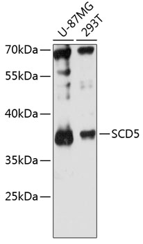 Western blot - SCD5 Polyclonal Antibody 