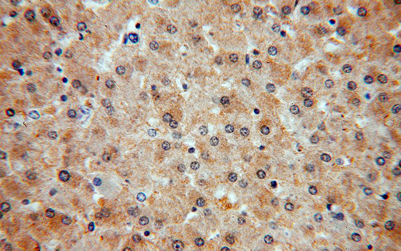 Immunohistochemical of paraffin-embedded human liver using Catalog No:114482(RASSF4 antibody) at dilution of 1:100 (under 40x lens)