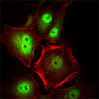 Immunofluorescence analysis of Hela cells using CDC2 mouse mAb (green). Red