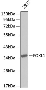 Western blot - FOXL1 Polyclonal Antibody 