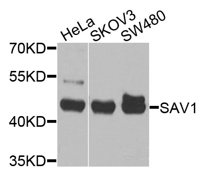 Western blot - SAV1 Polyclonal Antibody 